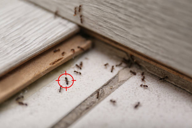 Best Pest Prevention Services  in Pixley, CA