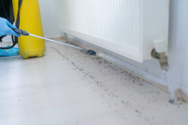 Best Ant Control Services  in Pixley, CA